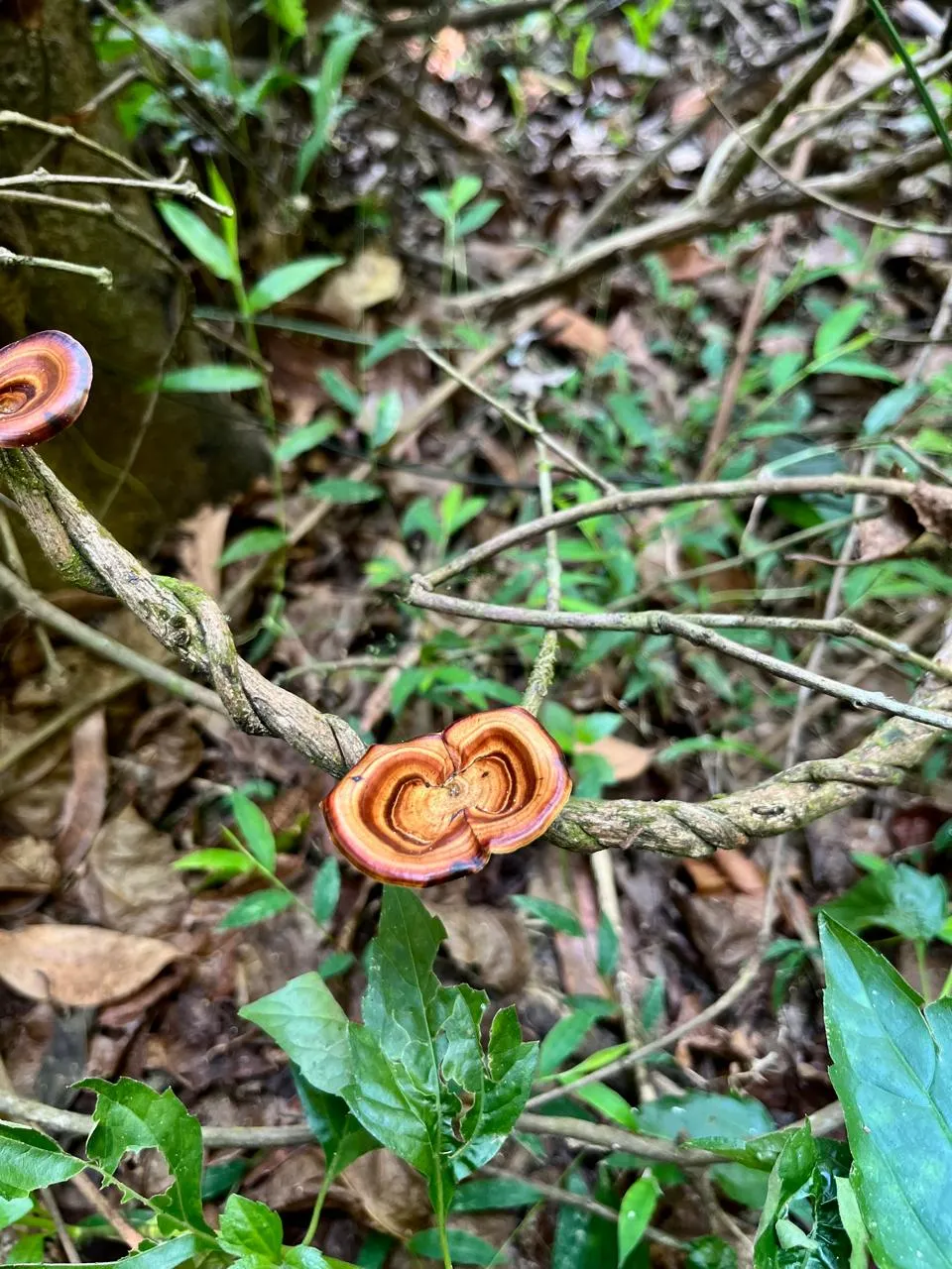 Biodiversity image 1