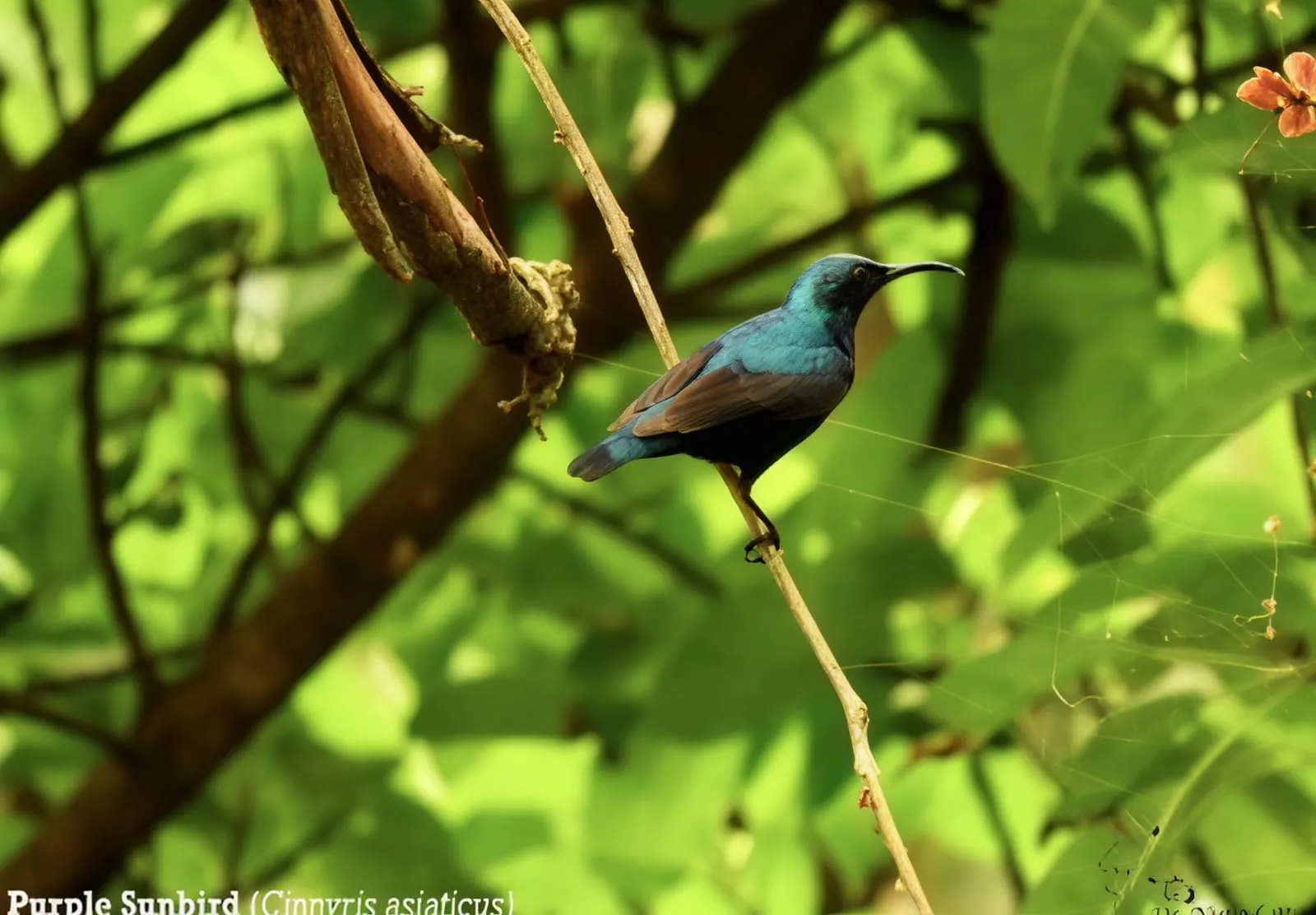 Biodiversity image 10