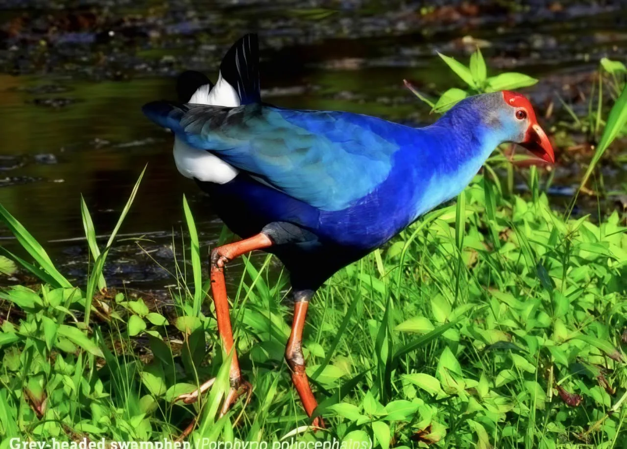 Biodiversity image 11