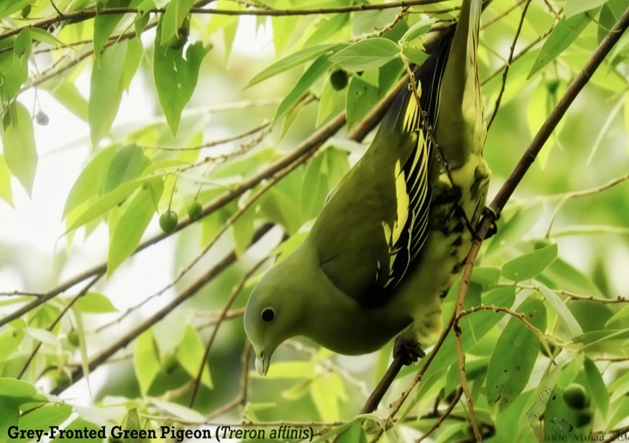 Biodiversity image 12