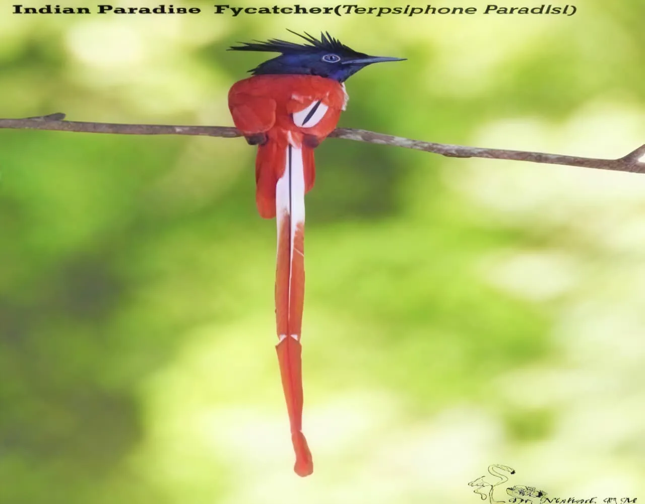 Biodiversity image 13