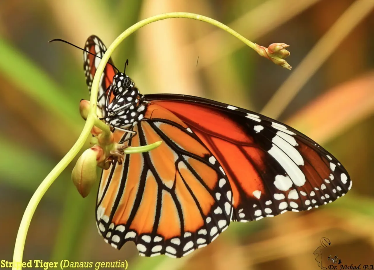 Biodiversity image 15