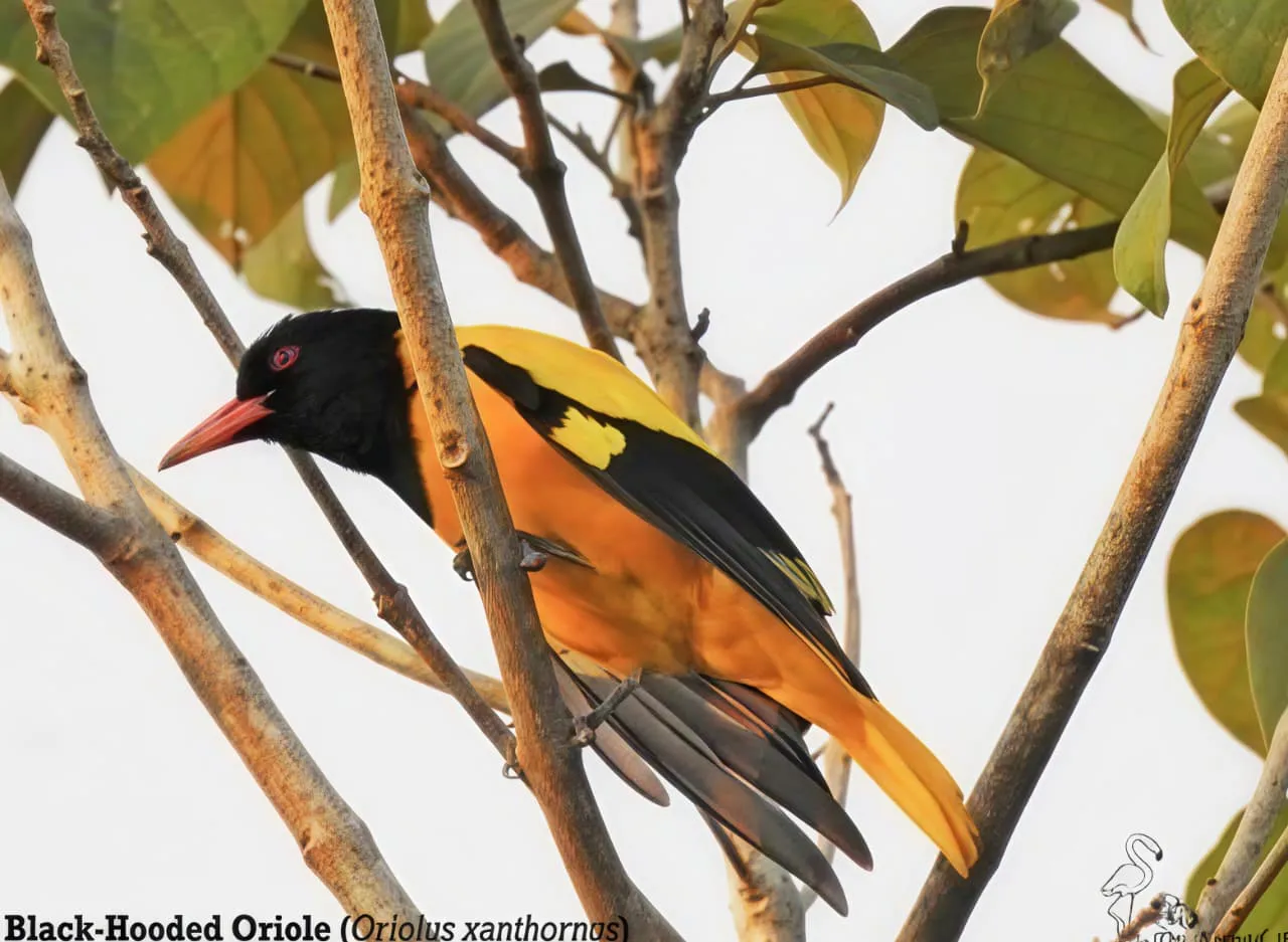 Biodiversity image 17