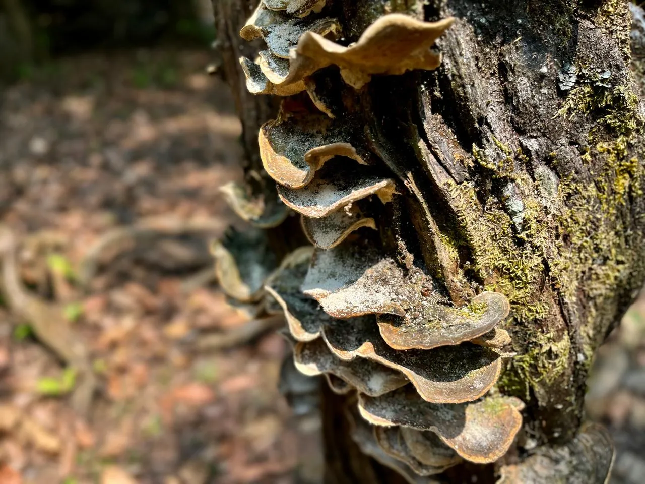 Biodiversity image 2