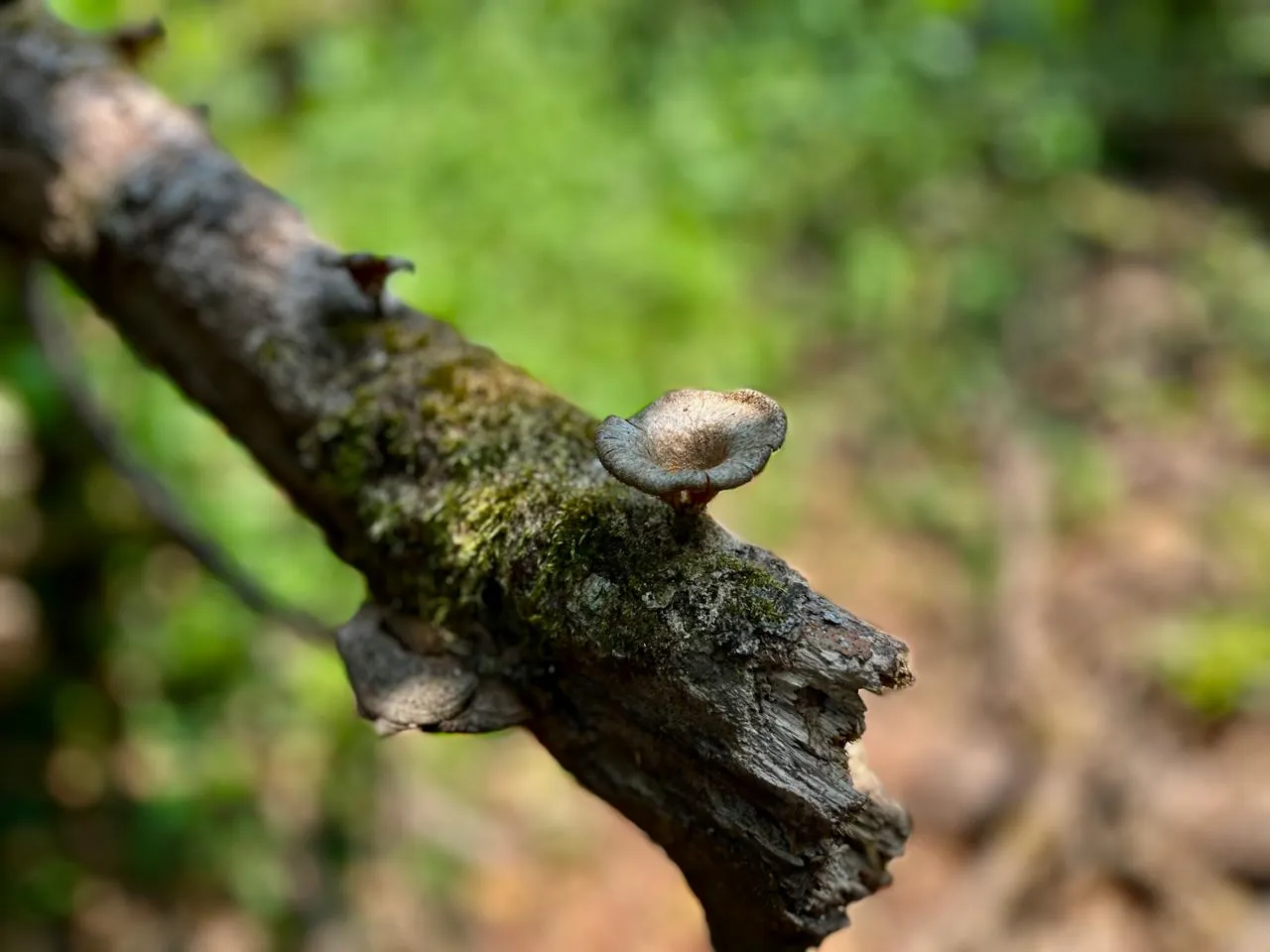 Biodiversity image 3
