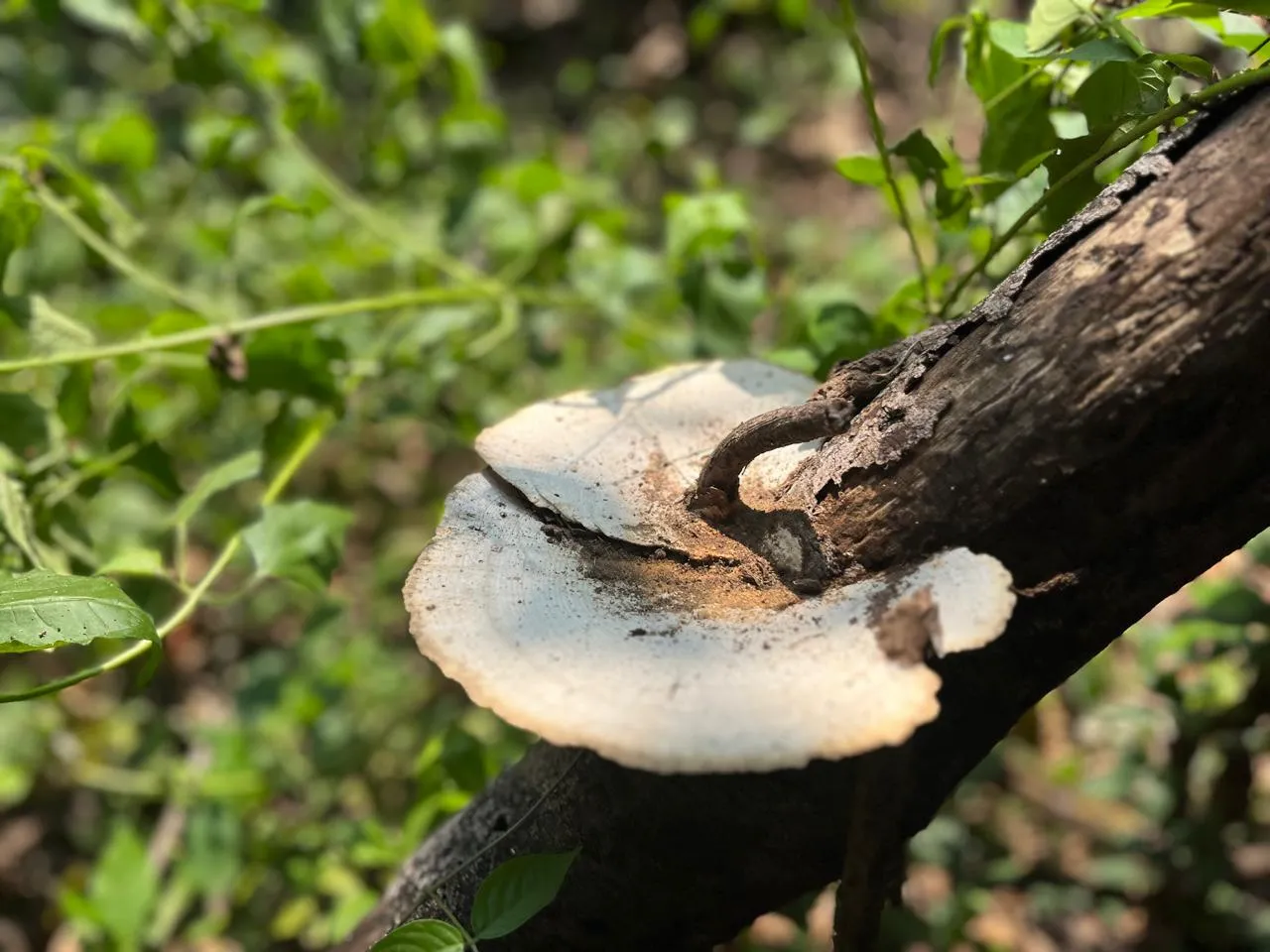 Biodiversity image 4