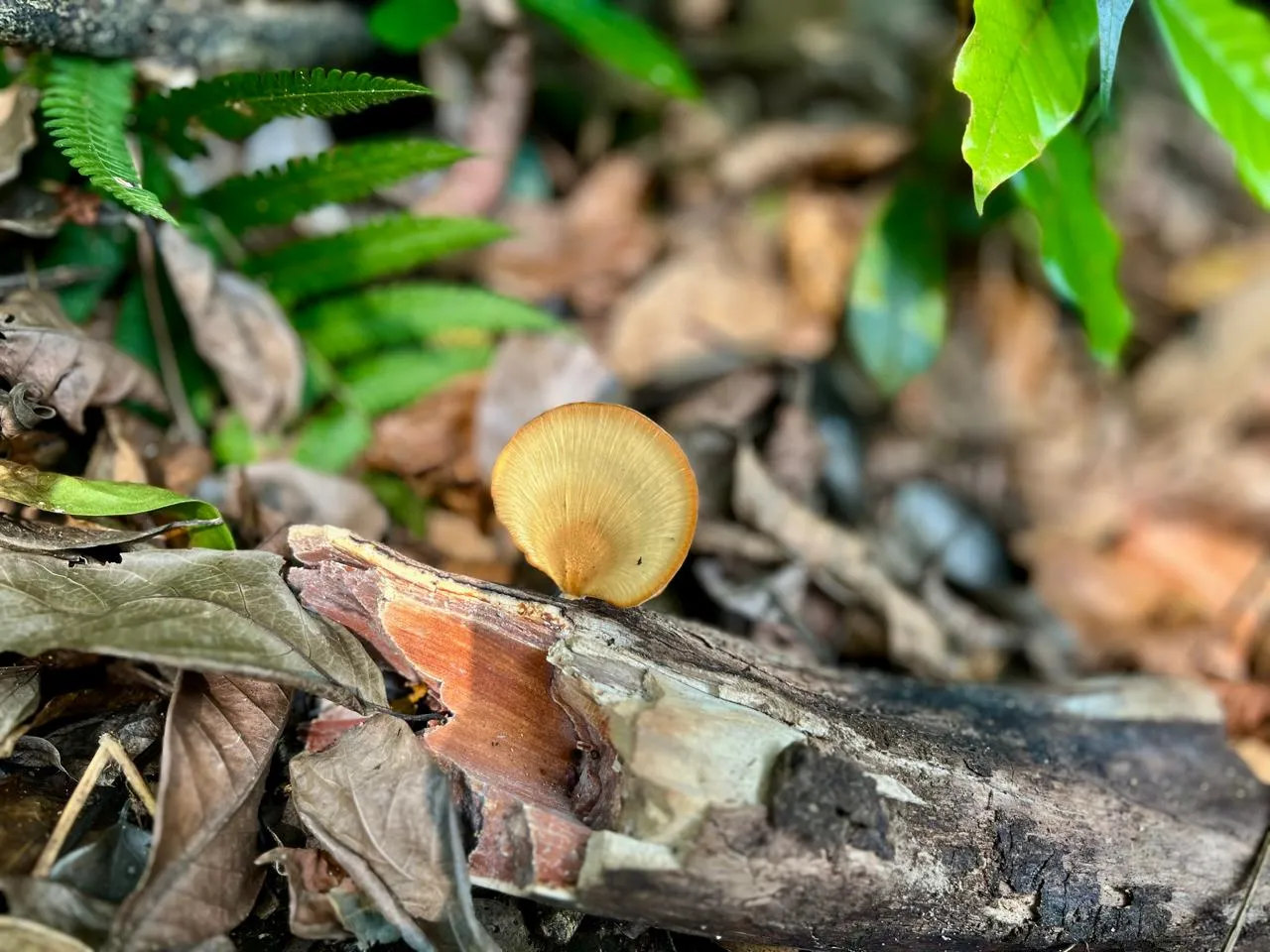 Biodiversity image 5