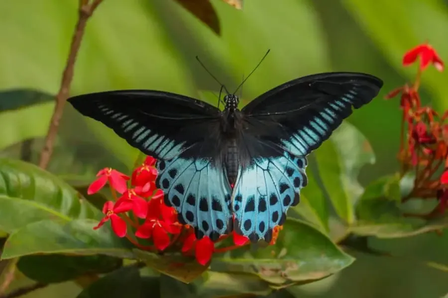 Biodiversity image 6