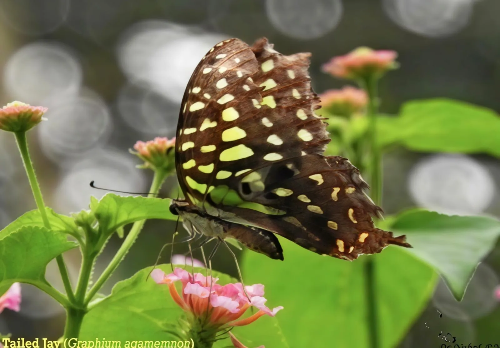Biodiversity image 8